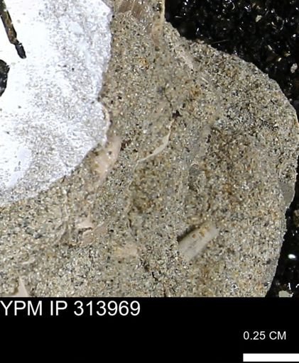 undet. Scaphopoda