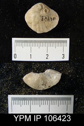 Gypidula roemeri simplex