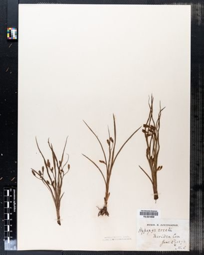 Hypoxis erecta