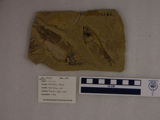 Clupeoidei