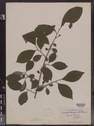 Lindera benzoin