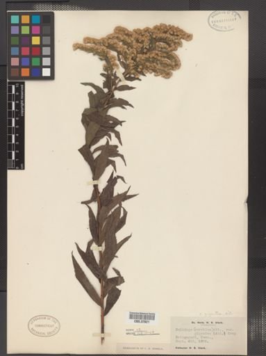 Solidago gigantea
