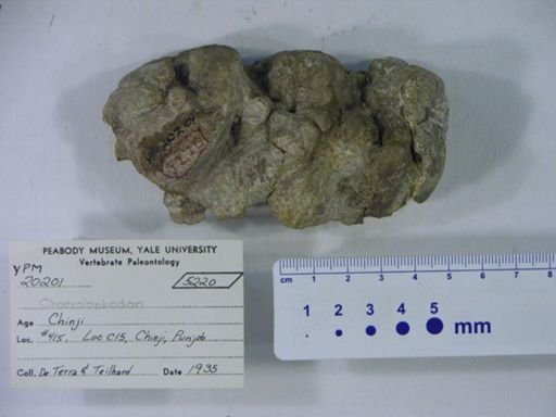 Choerolophodon corrugatus