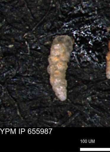 Verneuilinoides kansasensis