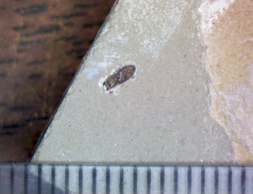 undet. Coleoptera