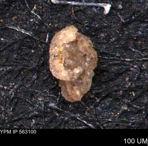 Verneuilina canadensis