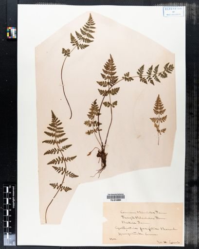 Cystopteris fragilis