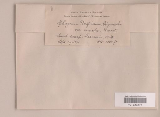 Sphagnum wulfianum