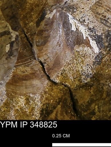 undet. Bivalvia