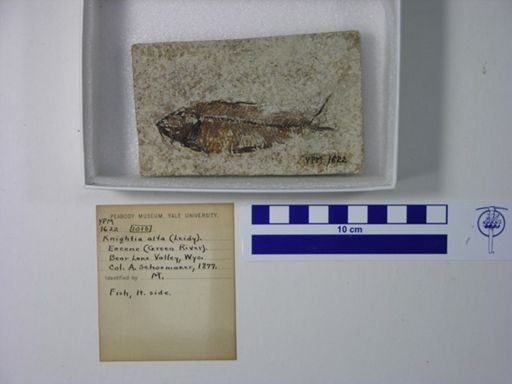Knightia alta