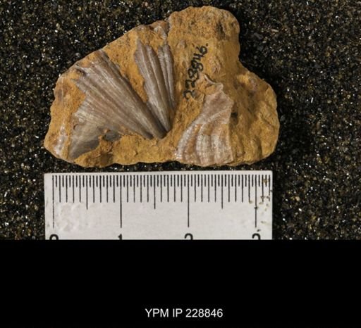 Neospirifer triplicatus