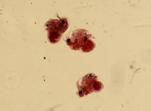 Podon leuckartii