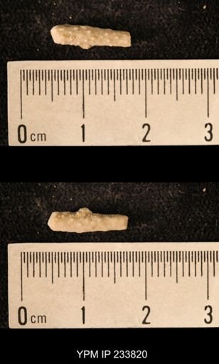 Archaeocidaris sp.