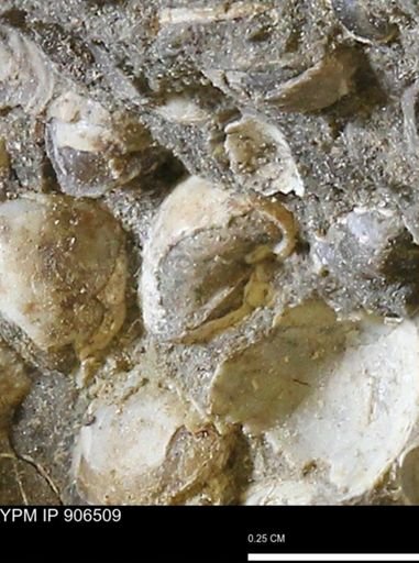 Corbulamella?