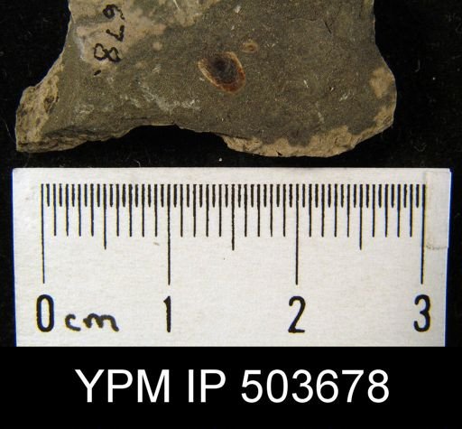 Lingula umbonata