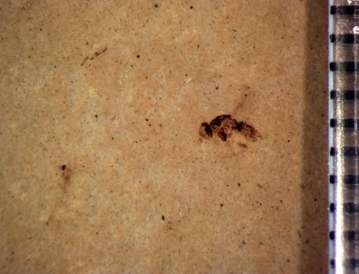 undet. Diptera