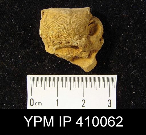 Schuchertella sp.