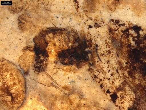 taxon undetermined
