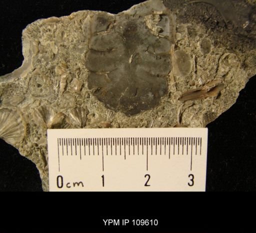 Cheirurus nuperus