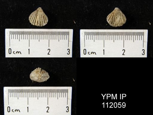 Rhynchonella sp.