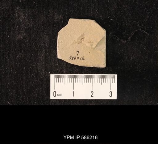 undet. Hemiptera