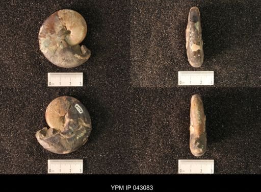 Hoploscaphites nicolletii