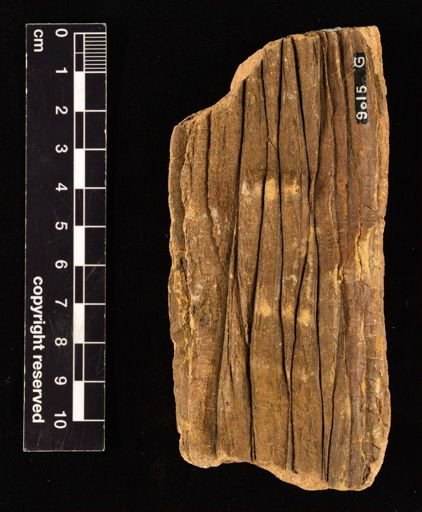 Calamites sp.