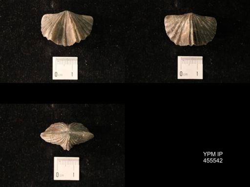 Platystrophia laticosta