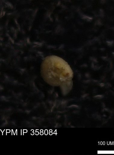 undet. Foraminiferida