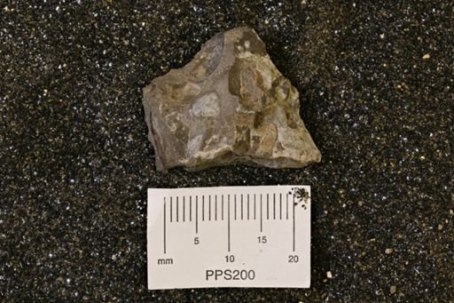 Mollusca