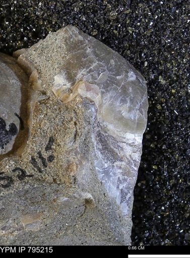 undet. Bivalvia
