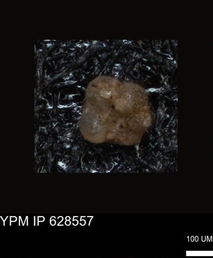 undet. Foraminiferida