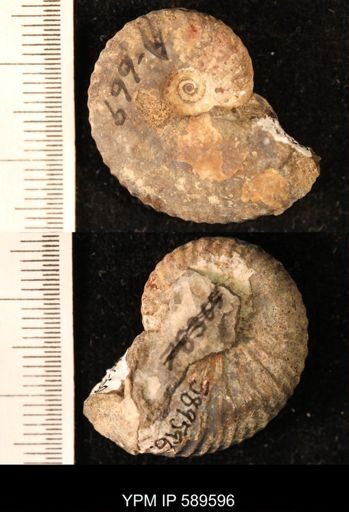 Hoploscaphites comprimus