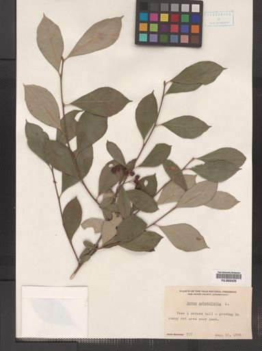 Pyrus arbutifolia