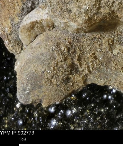undet. Mollusca