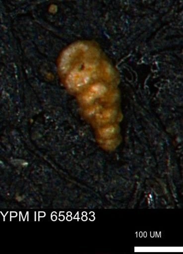 Verneuilinoides kansasensis