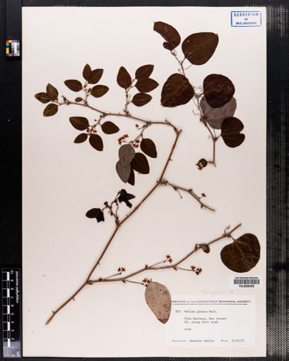 Smilax glauca