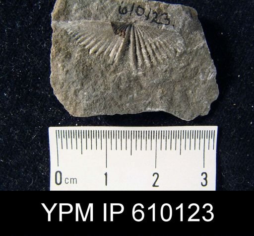 Spirifer pennatus
