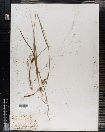 Carex meadii
