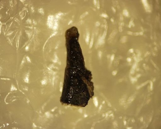 Mimetodon silberlingi