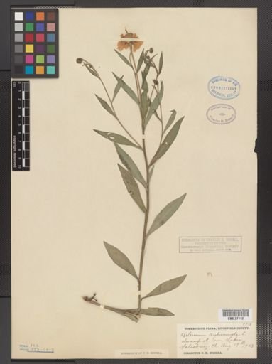 Helenium autumnale