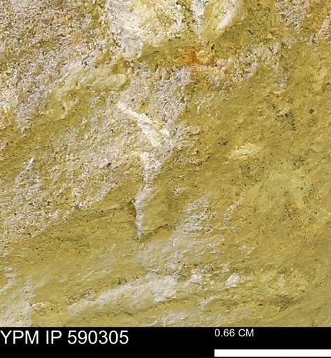 undet. Mollusca