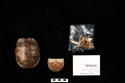Terrapene carolina triunguis