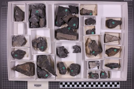 mixed taxa, stratigraphic collection