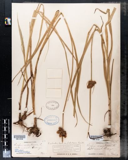 Scirpus maritimus