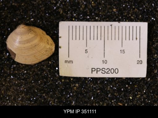 Limopsis striatopunctatus
