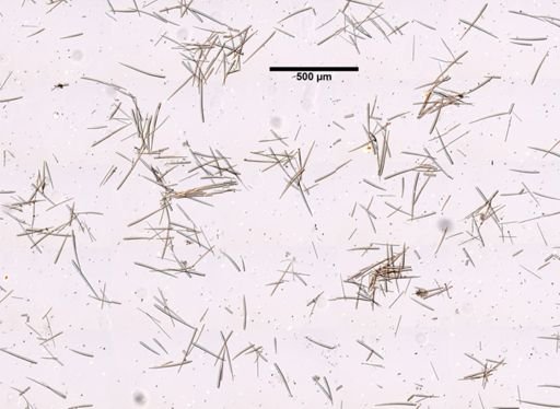 Clathria prolifera