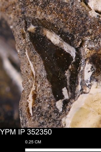 undet. Mollusca