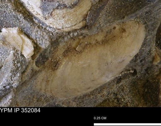 undet. Bivalvia