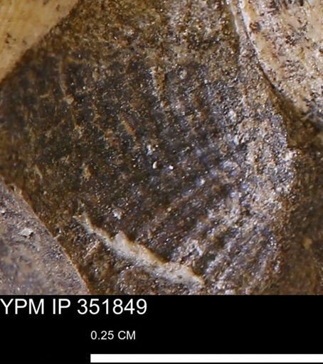 Parallelodon?